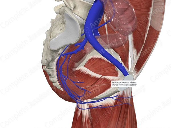 Anorectal Venous Plexus 