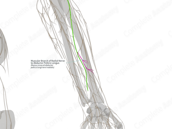 Muscular Branch of Radial Nerve to Abductor Pollicis Longus (Left)
