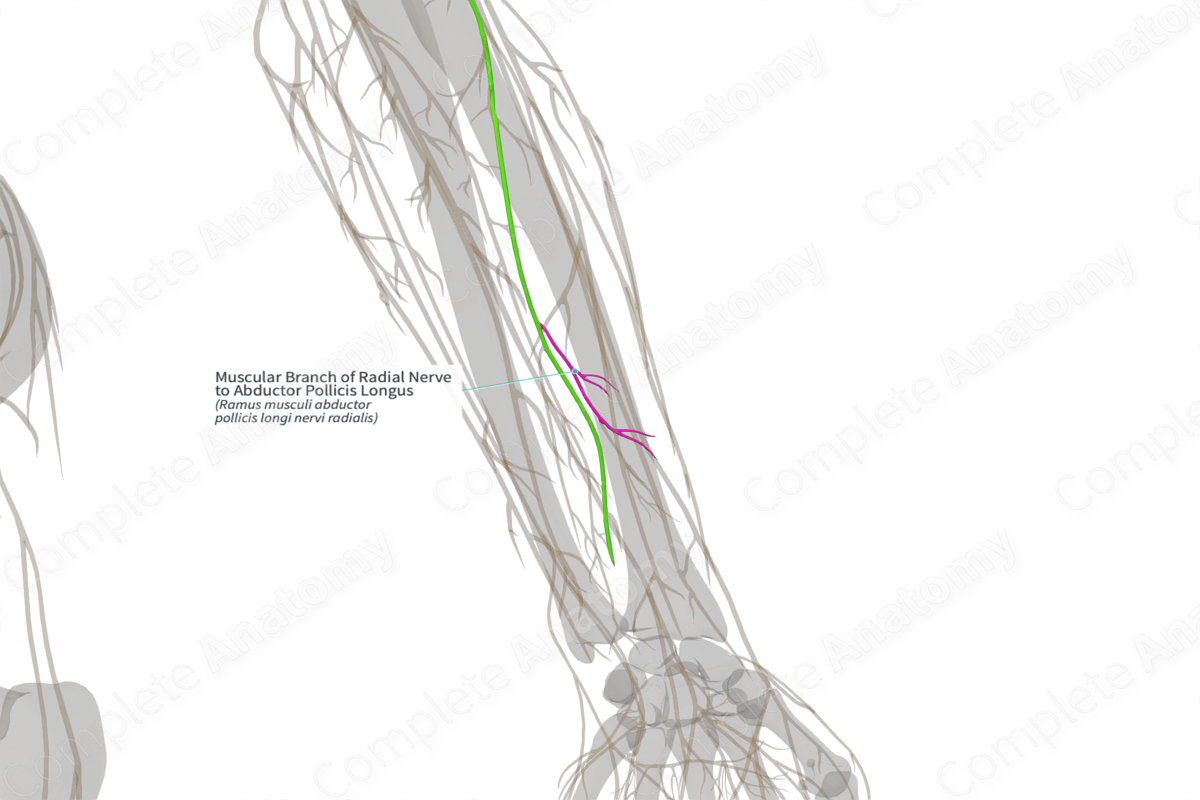 Muscular Branch of Radial Nerve to Abductor Pollicis Longus (Left)