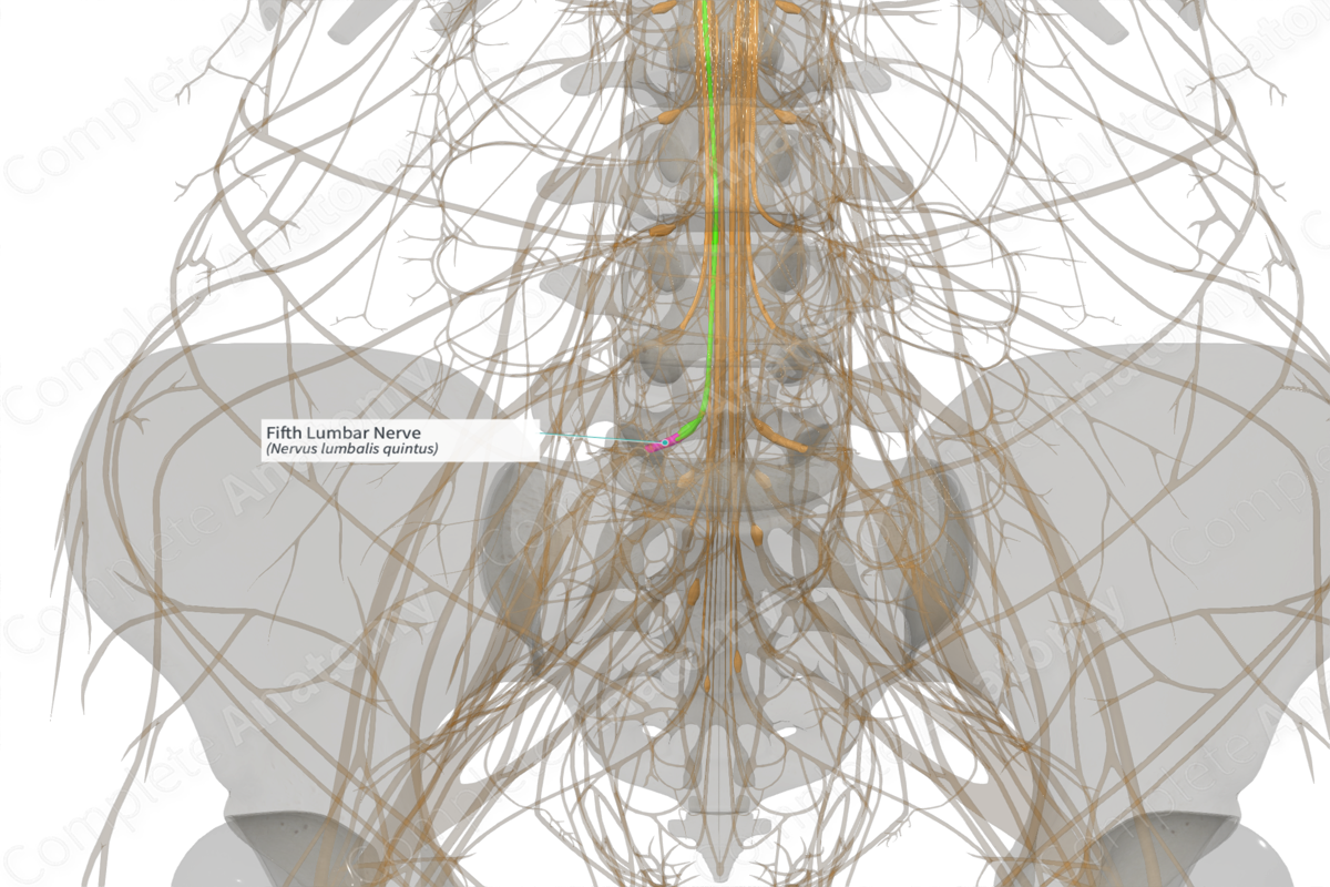 Fifth Lumbar Nerve (Left)