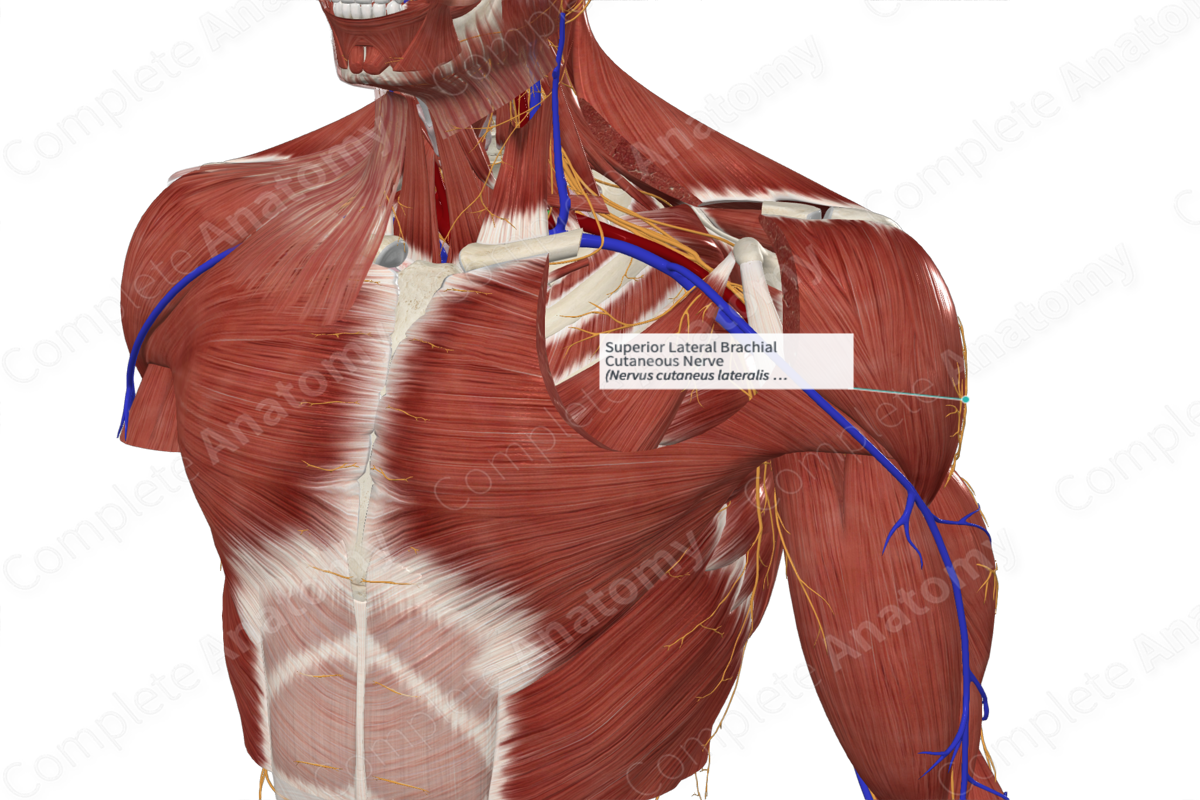 Superior Lateral Brachial Cutaneous Nerve 