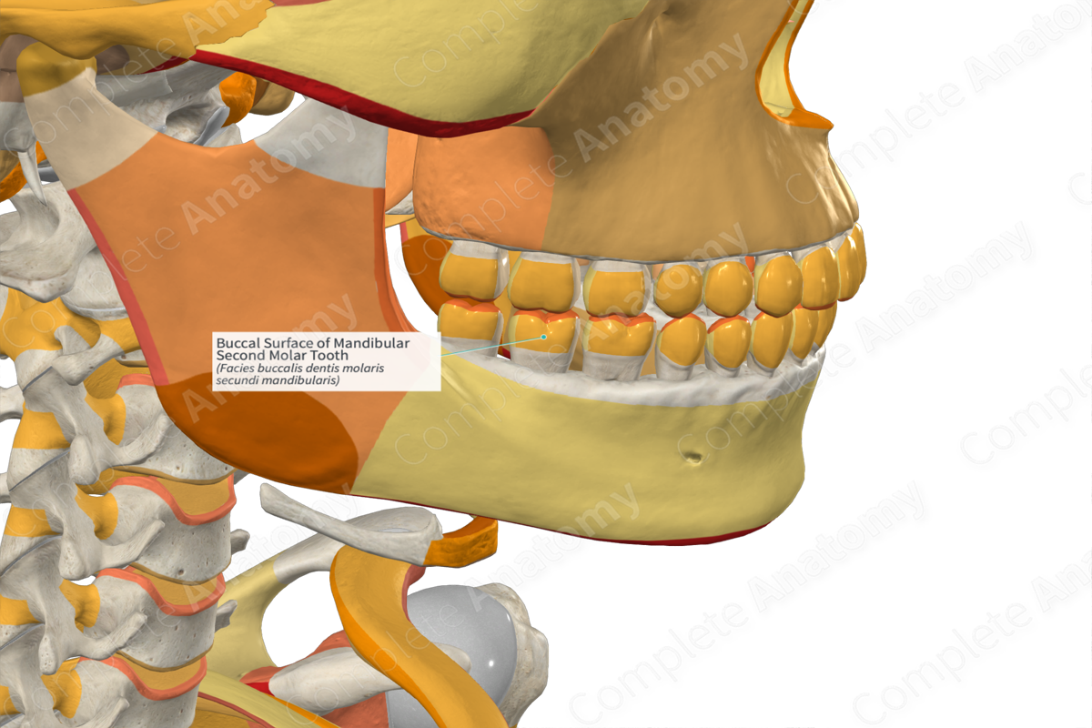 Buccal Surface of Mandibular Second Molar Tooth