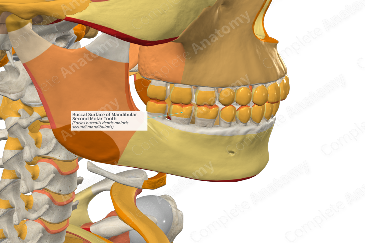 Buccal Surface of Mandibular Second Molar Tooth Complete Anatomy