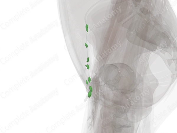 Superficial Inguinal Nodes (Left)