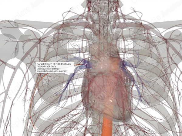 Dorsal Branch of Fifth Posterior Intercostal Artery (Left)