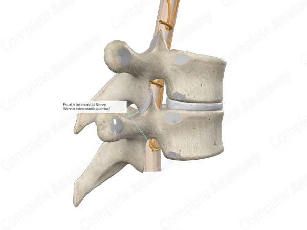 Fourth Intercostal Nerve