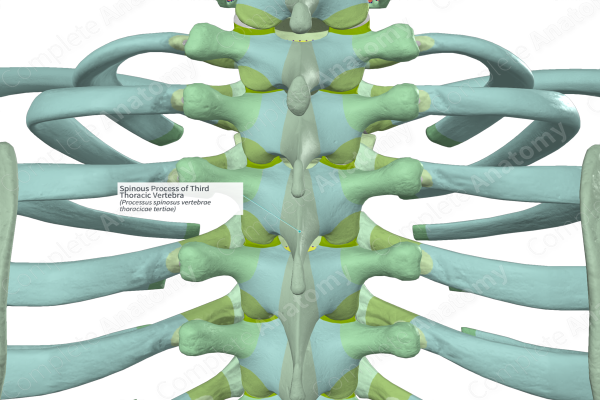 Spinous Process of Third Thoracic Vertebra