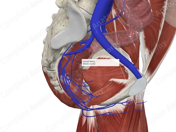 Crural Veins