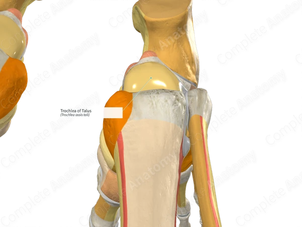 Trochlear Talus Trochlea of Talus | Complete Anatomy