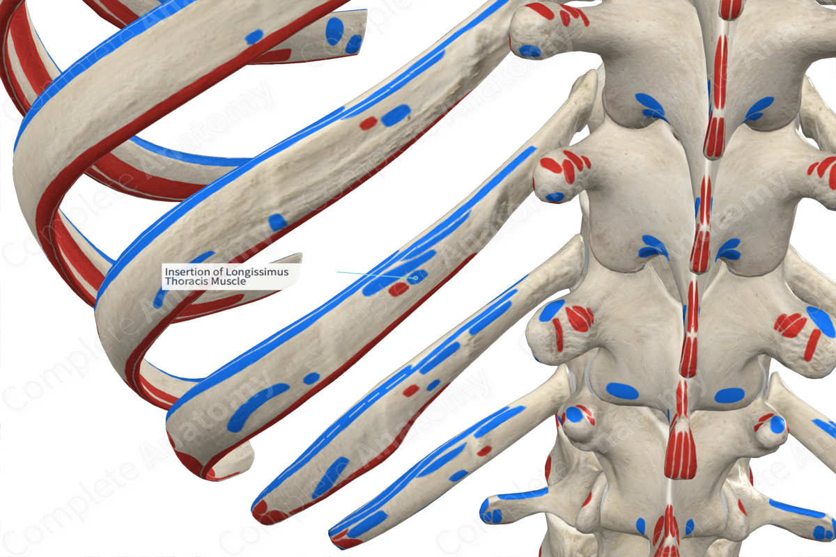 Insertion of Longissimus Thoracis Muscle