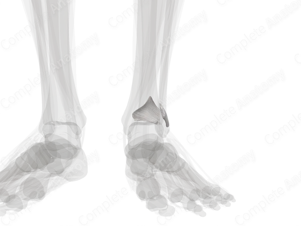 Tibiofibular Syndesmosis (Left) | Complete Anatomy