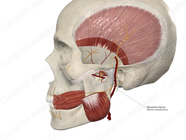 Masseteric Nerve 