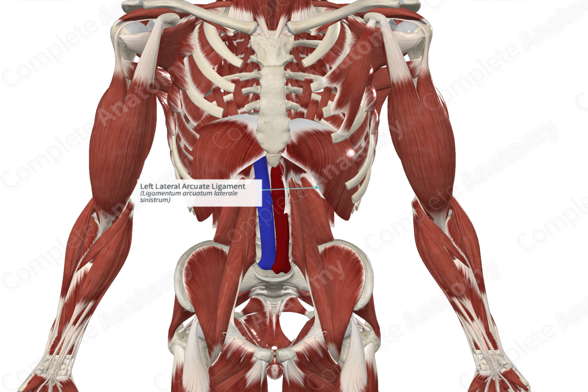 Left Lateral Arcuate Ligament