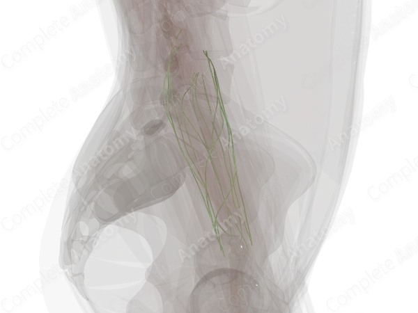 Lymph Vessels of Forearm (Left)