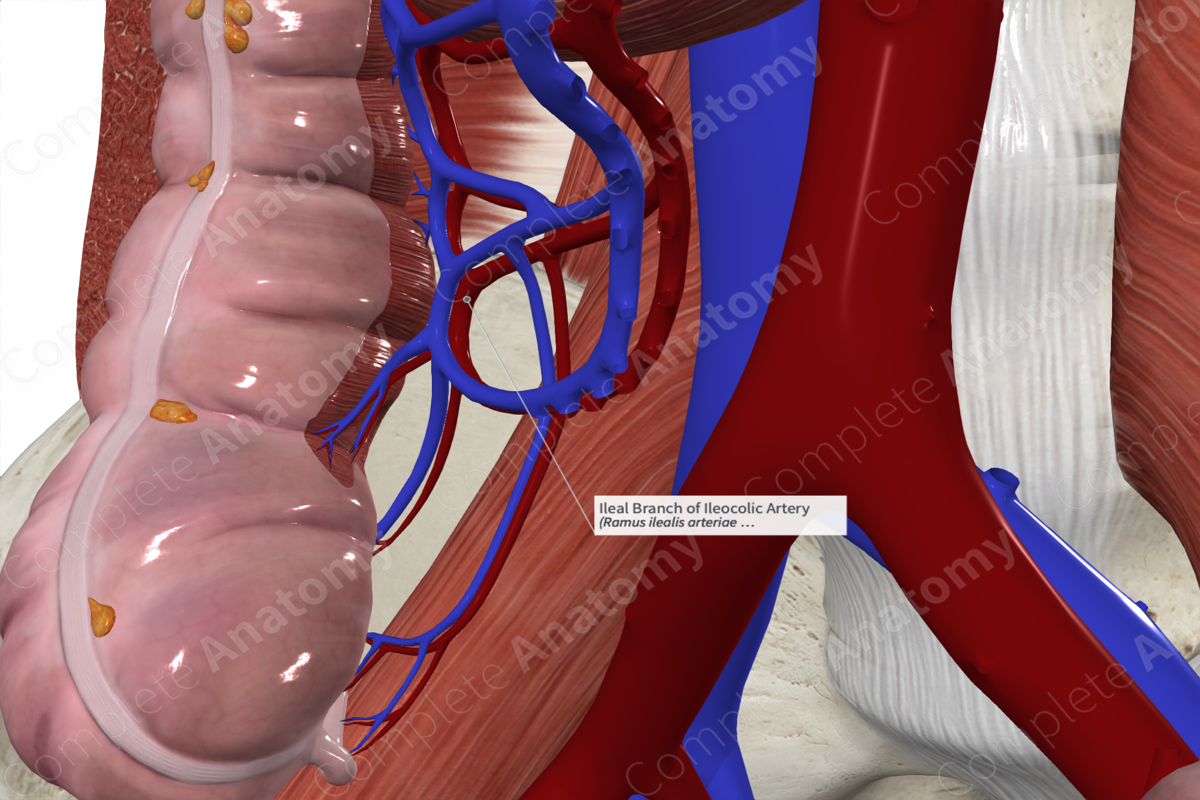 Ileal Branch of Ileocolic Artery