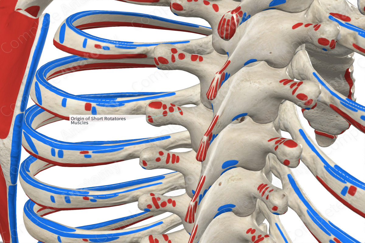 Origin of Short Rotatores Muscles