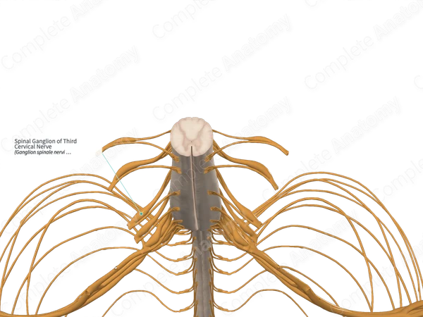 Spinal Ganglion of Third Cervical Nerve