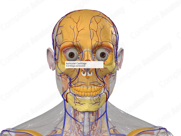 Auricular Cartilage