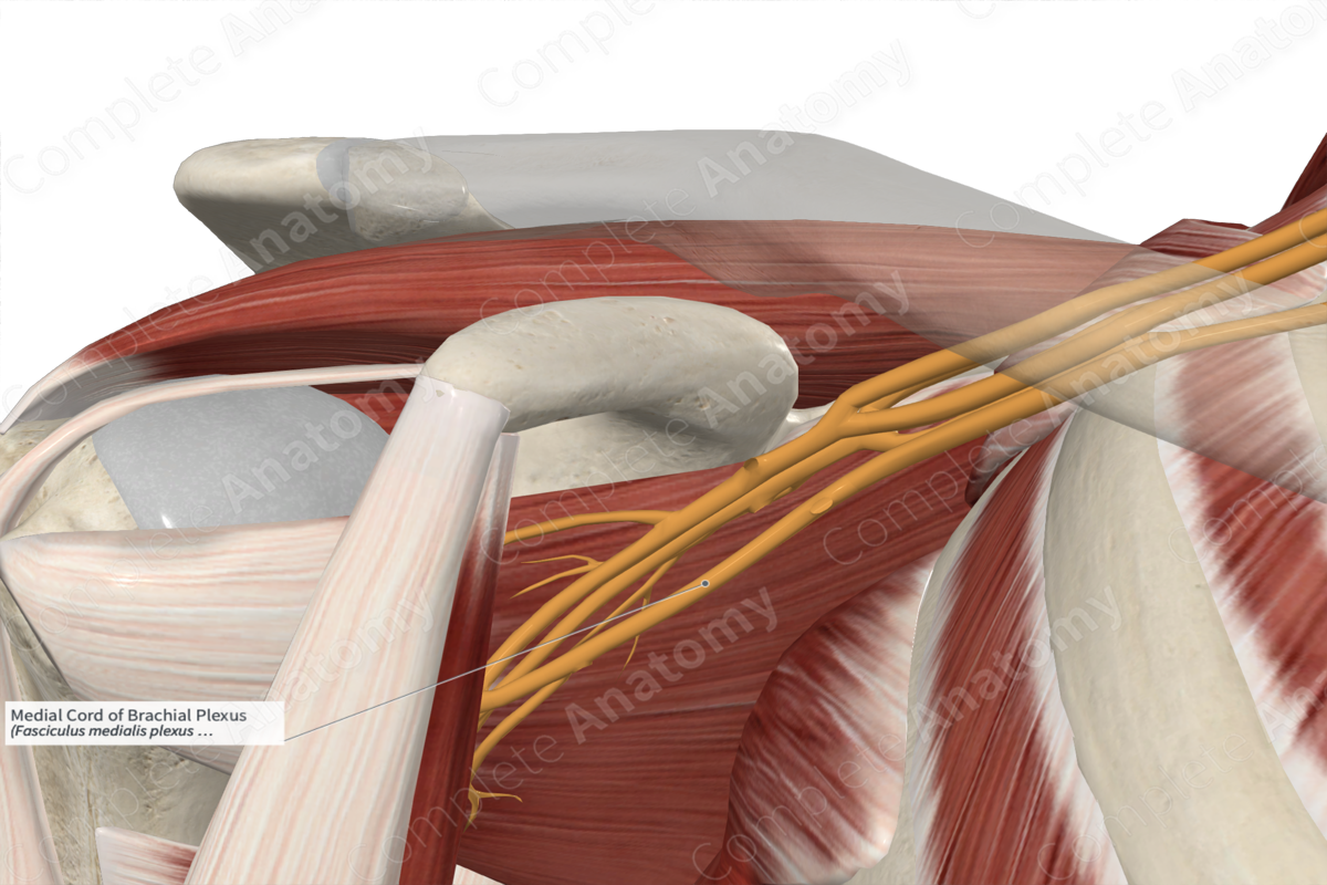 Medial Cord of Brachial Plexus | Complete Anatomy