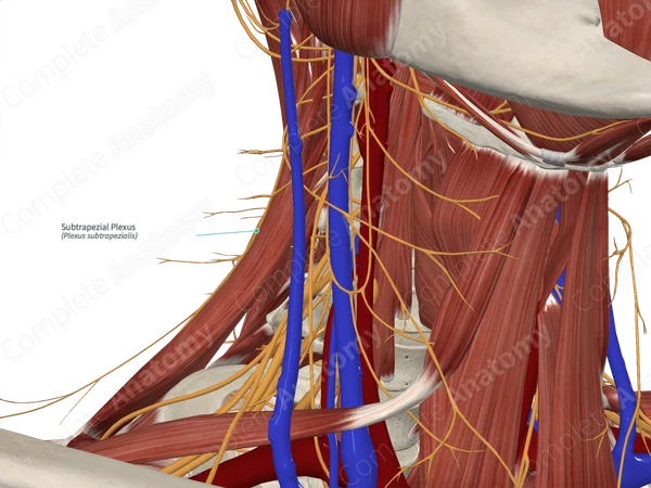 Subtrapezial Plexus