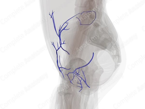 Veins of Pelvic Girdle (Left)