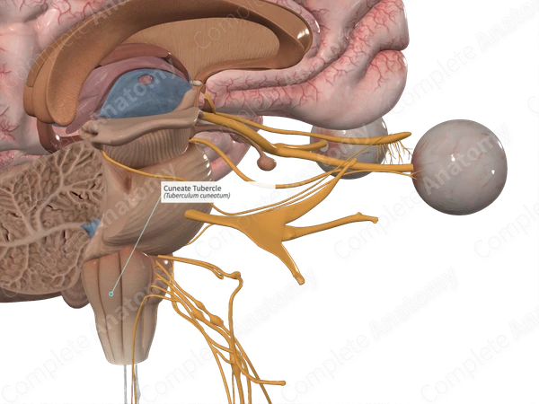 Cuneate Tubercle