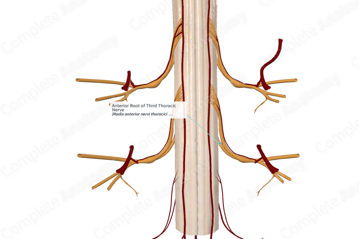 Anterior Root of Third Thoracic Nerve 