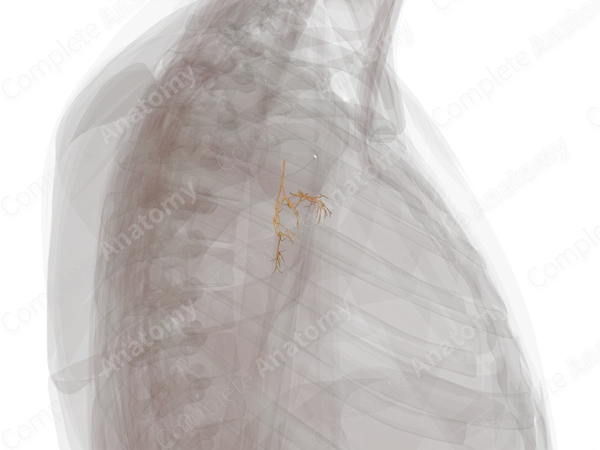 Pulmonary Plexus
