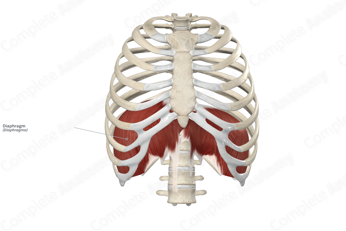 Complete Anatomy Biology Diagrams