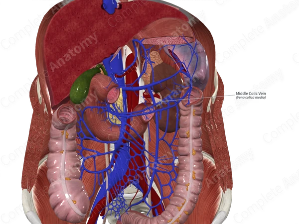 Middle Colic Vein