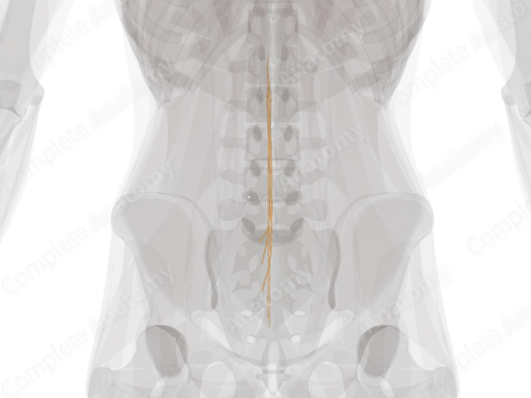 Anterior Roots of Sacral Nerves (Left)