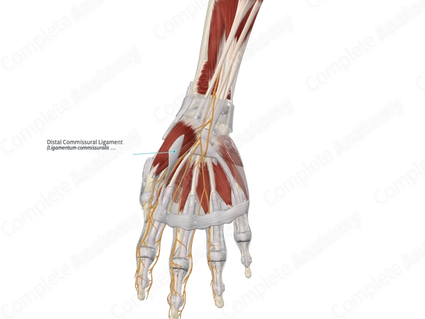 Distal Commissural Ligament