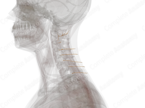 Lateral Branches of Posterior Rami of Cervical Nerves (Left)