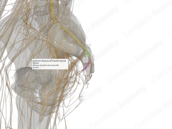 Anterior Ramus of Fourth Sacral Nerve (Left)