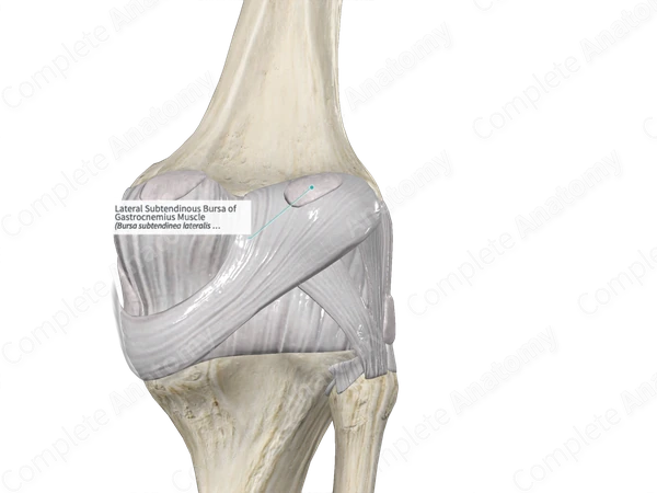 Lateral Subtendinous Bursa of Gastrocnemius Muscle