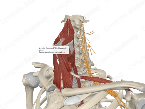 Anterior Ramus of Third Cervical Nerve 