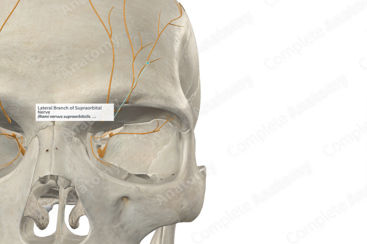Lateral Branch of Supraorbital Nerve 