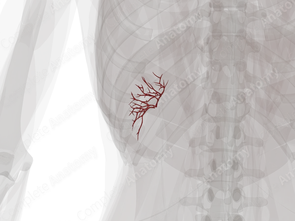 Arteries of Spleen