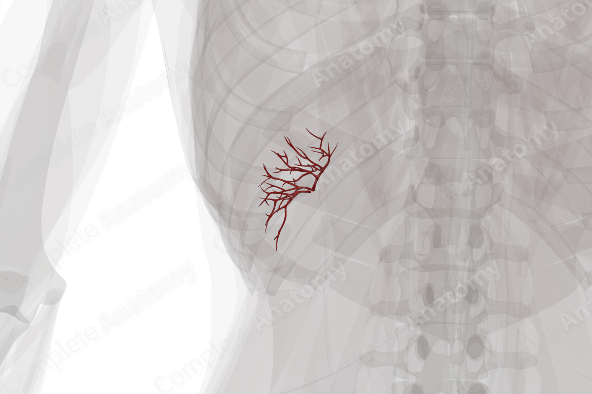 Arteries of Spleen
