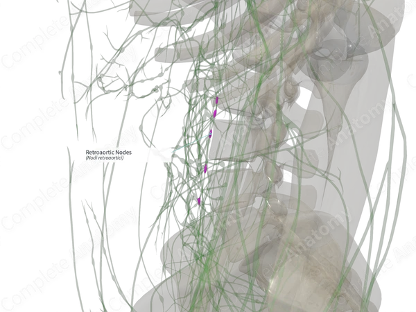 Retroaortic Nodes