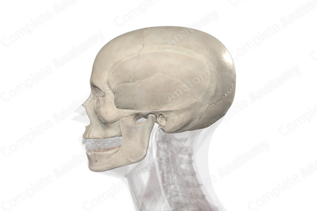 Bones of Cranium