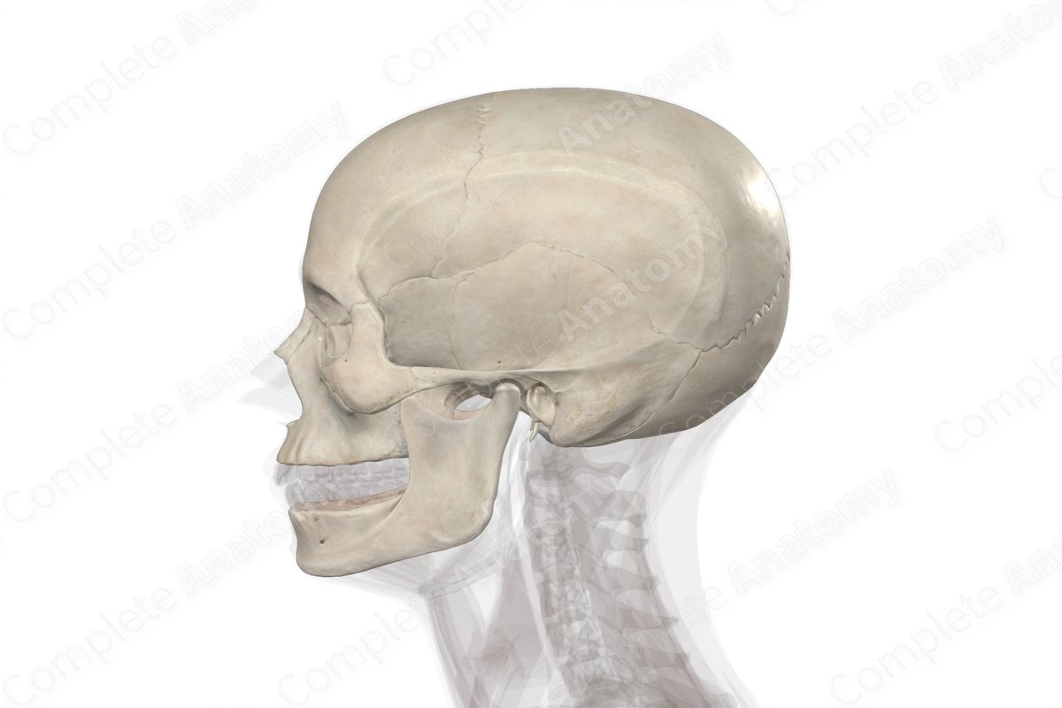 Bones of Cranium Biology Diagrams