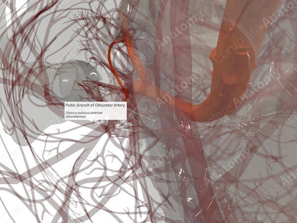 Pubic Branch of Obturator Artery (Right)