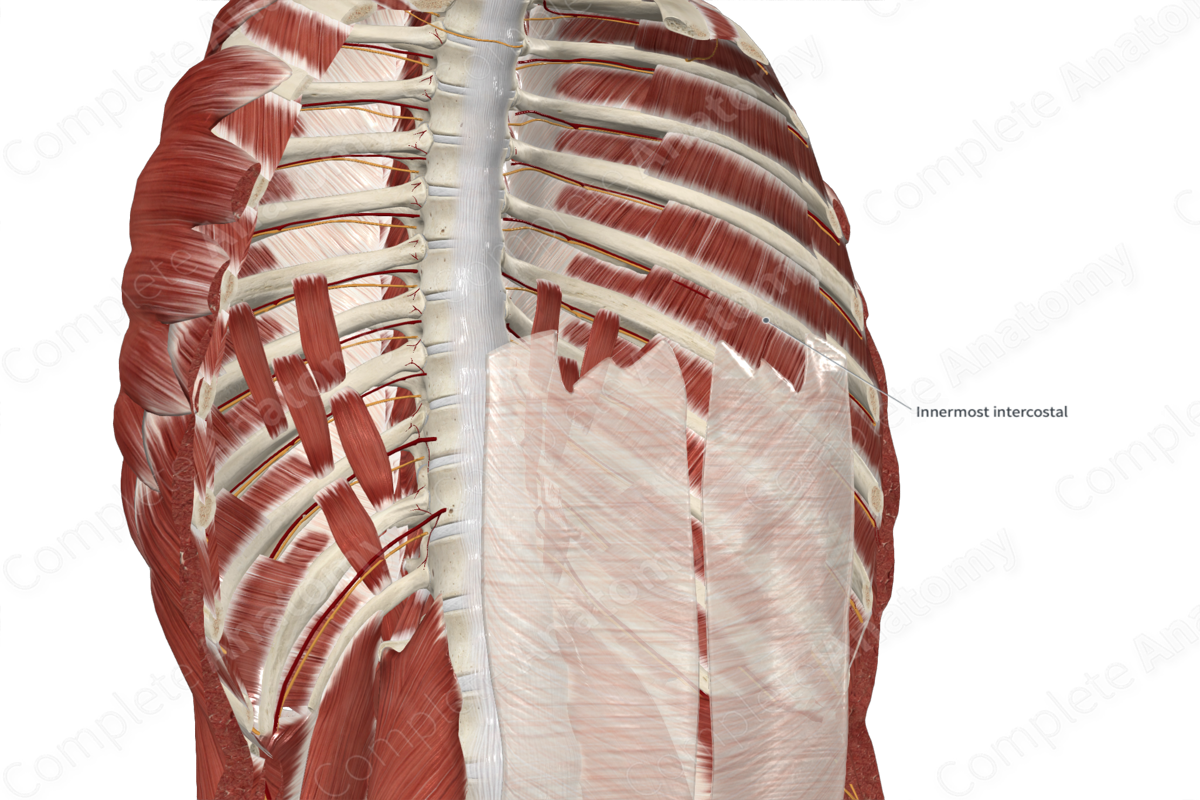 Innermost Intercostal Muscles 