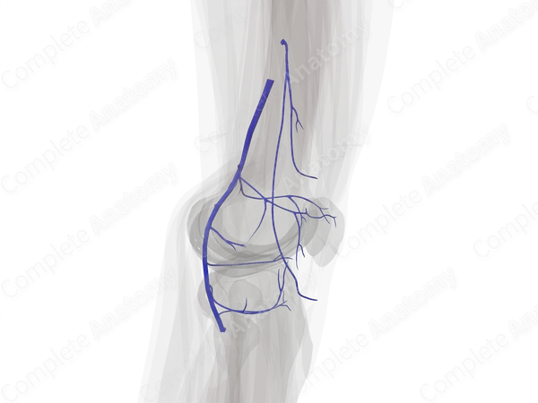 Genicular Veins (Left)
