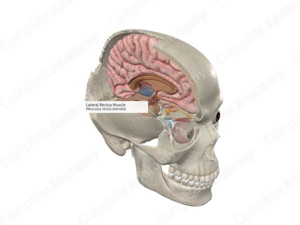 Lateral Rectus Muscle