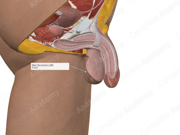 Skin (Scrotum; Left)