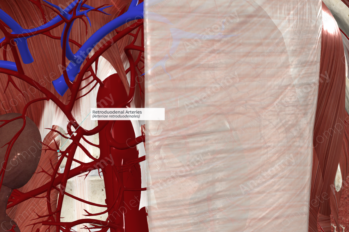 Retroduodenal Arteries