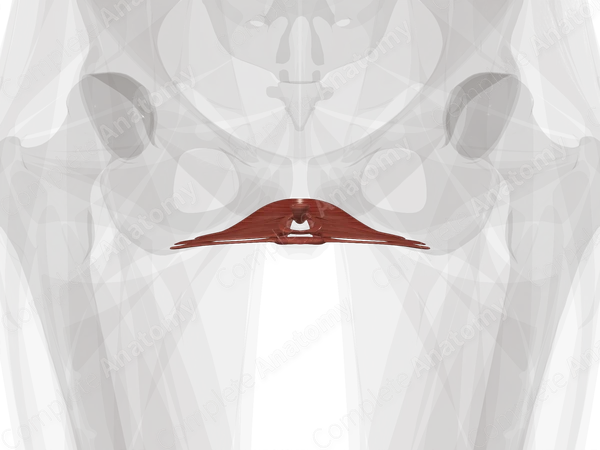 Muscles of Urogenital Triangle