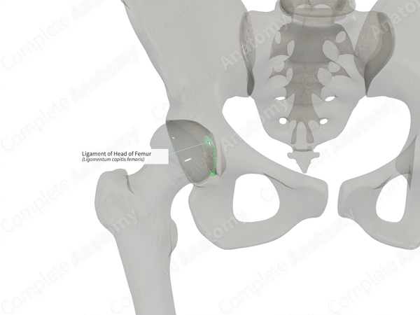 Ligament of Head of Femur (Left) Complete Anatomy